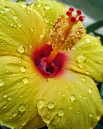 Yellow Hibiscus Flower representing the symbol for the Lomi Lome hawaiin massage