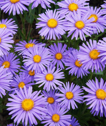 Alpine asters are emblematic of people in love with durability